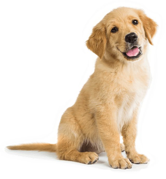 A golden retriever puppy dog smiling at the camera and sitting calmly thanks to dog training classes at Petropolis.