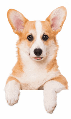A brown and white corgi puppy with ears pointed straight up is hanging over the top of a dog training services box.