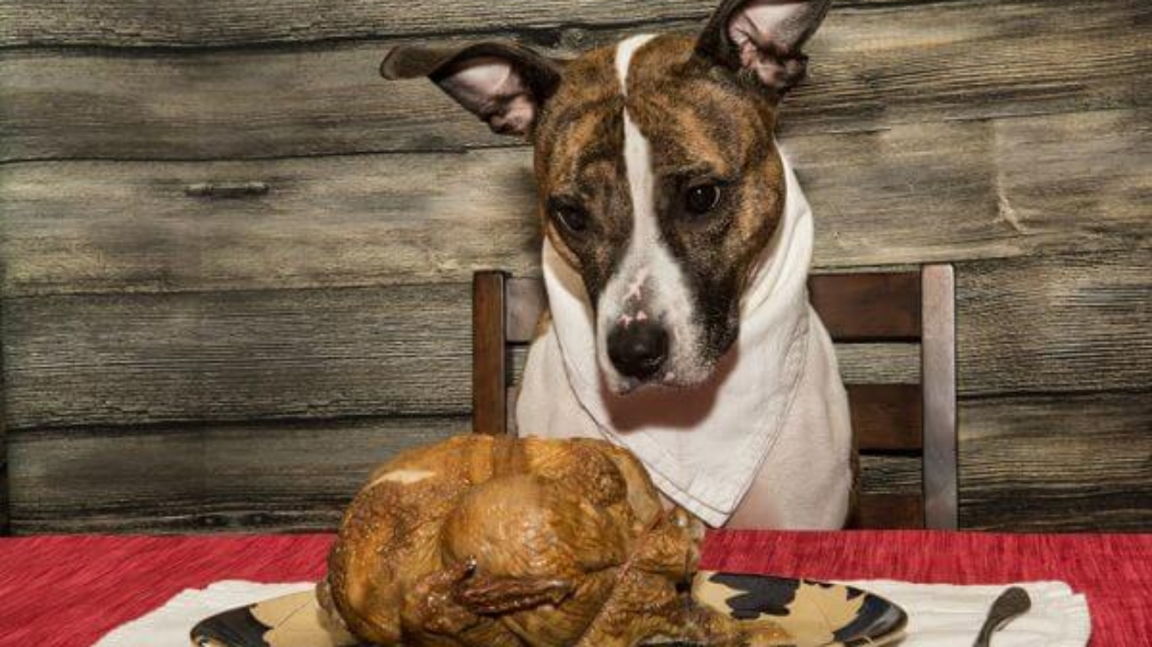 can dogs eat turkey (1)