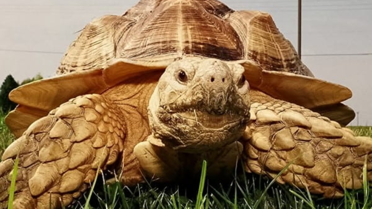 charlie the tortoise is moving august 25