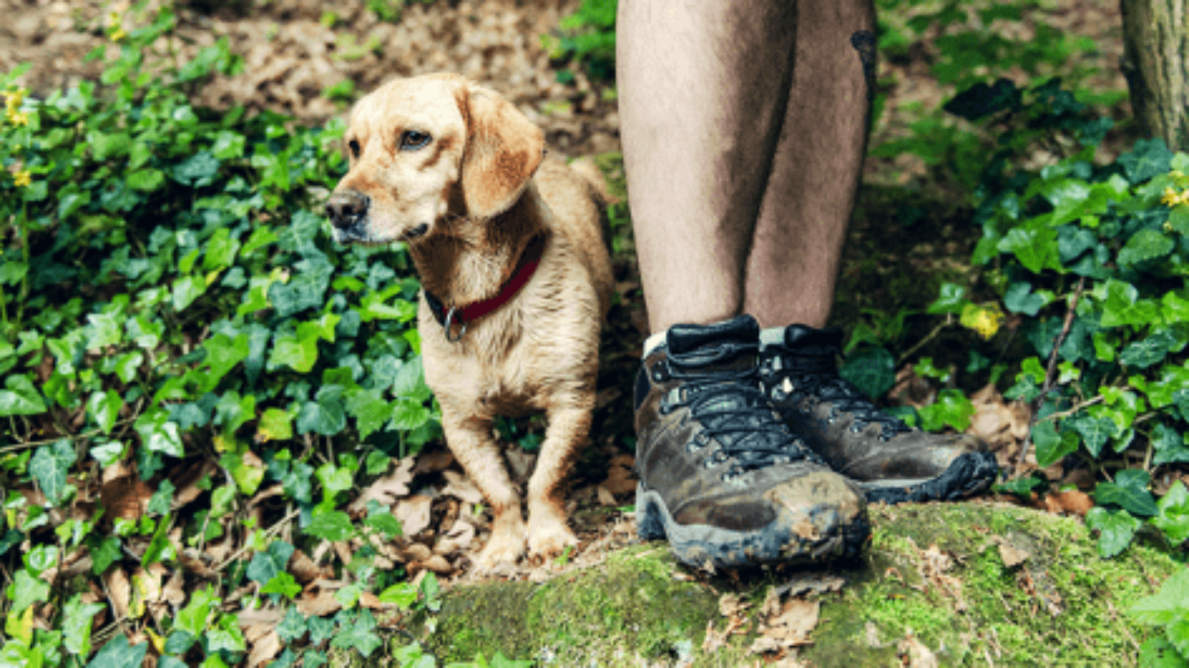 hiking-with-your-dog-1-1