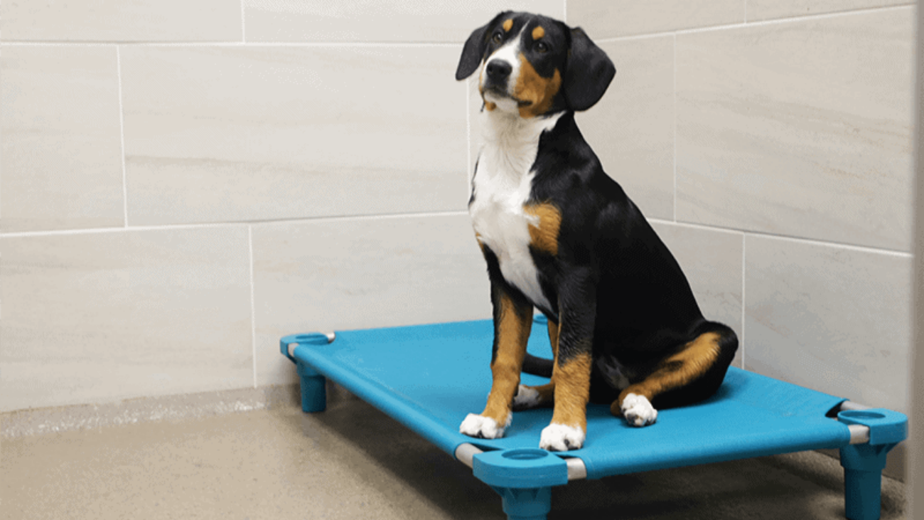 A black, white, and tan puppy sits on a teal pet cot in a dog boarding facility.