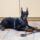 A Doberman puppy lays on a tile floor during a dog training session.