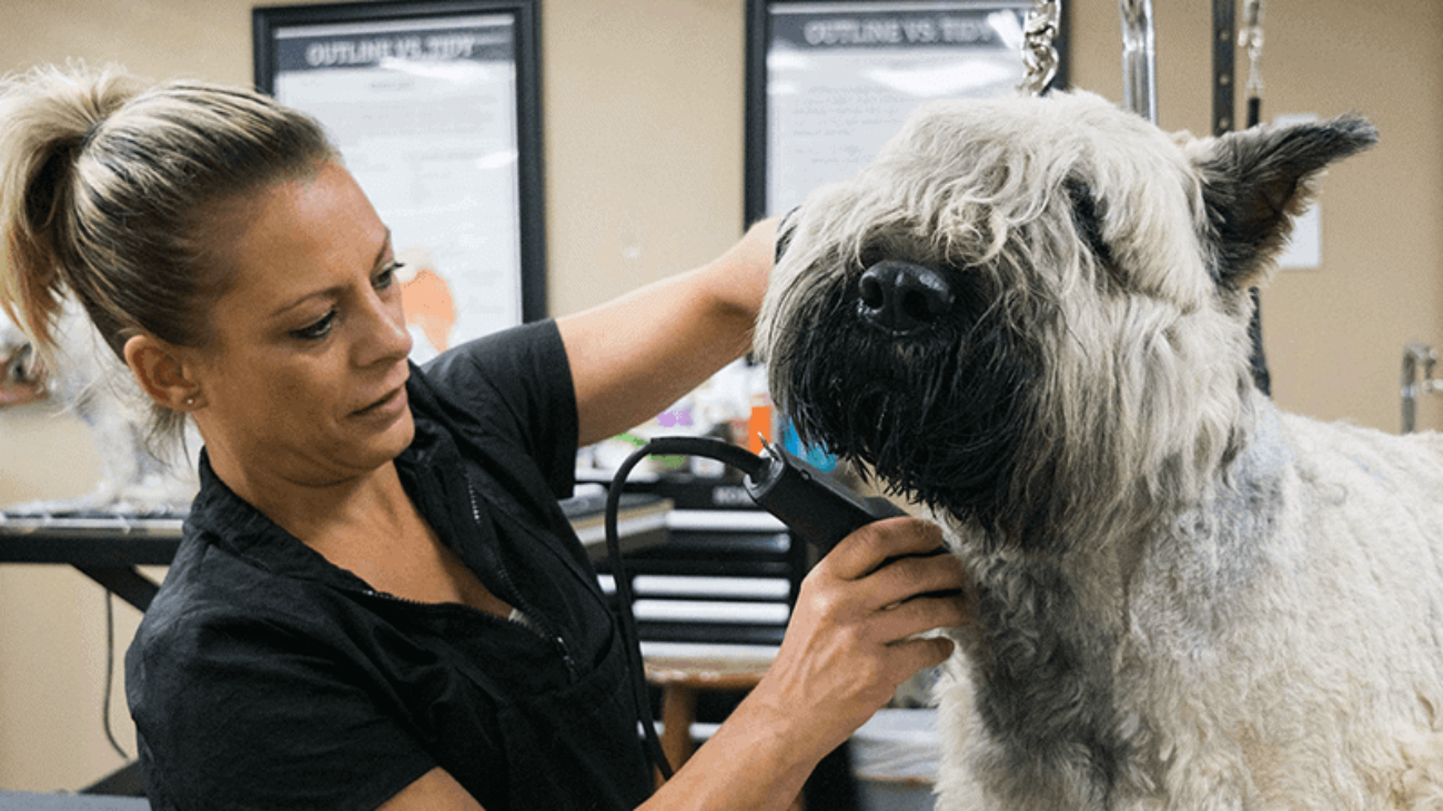 A groomer trims a large, shaggy dog's face in a grooming salon.