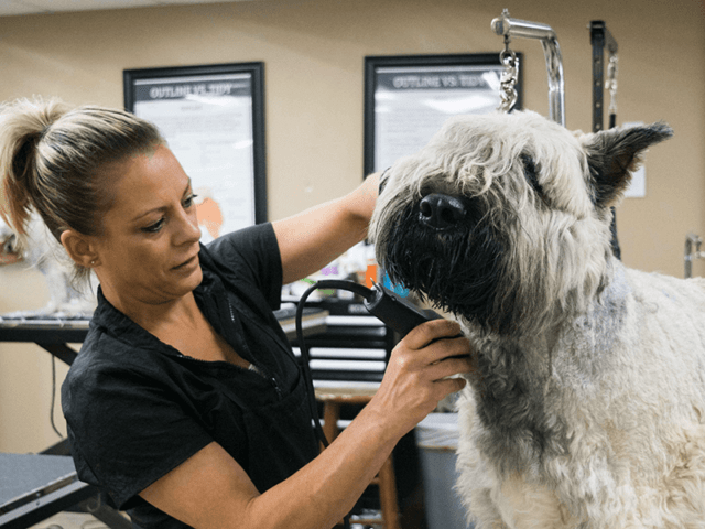 A groomer trims a large, shaggy dog's face in a grooming salon.