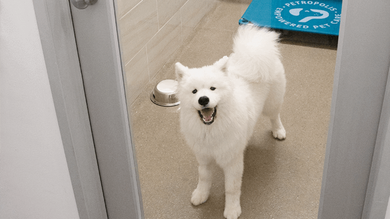A Samoyed puppy stands at the door in a dog boarding facility.
