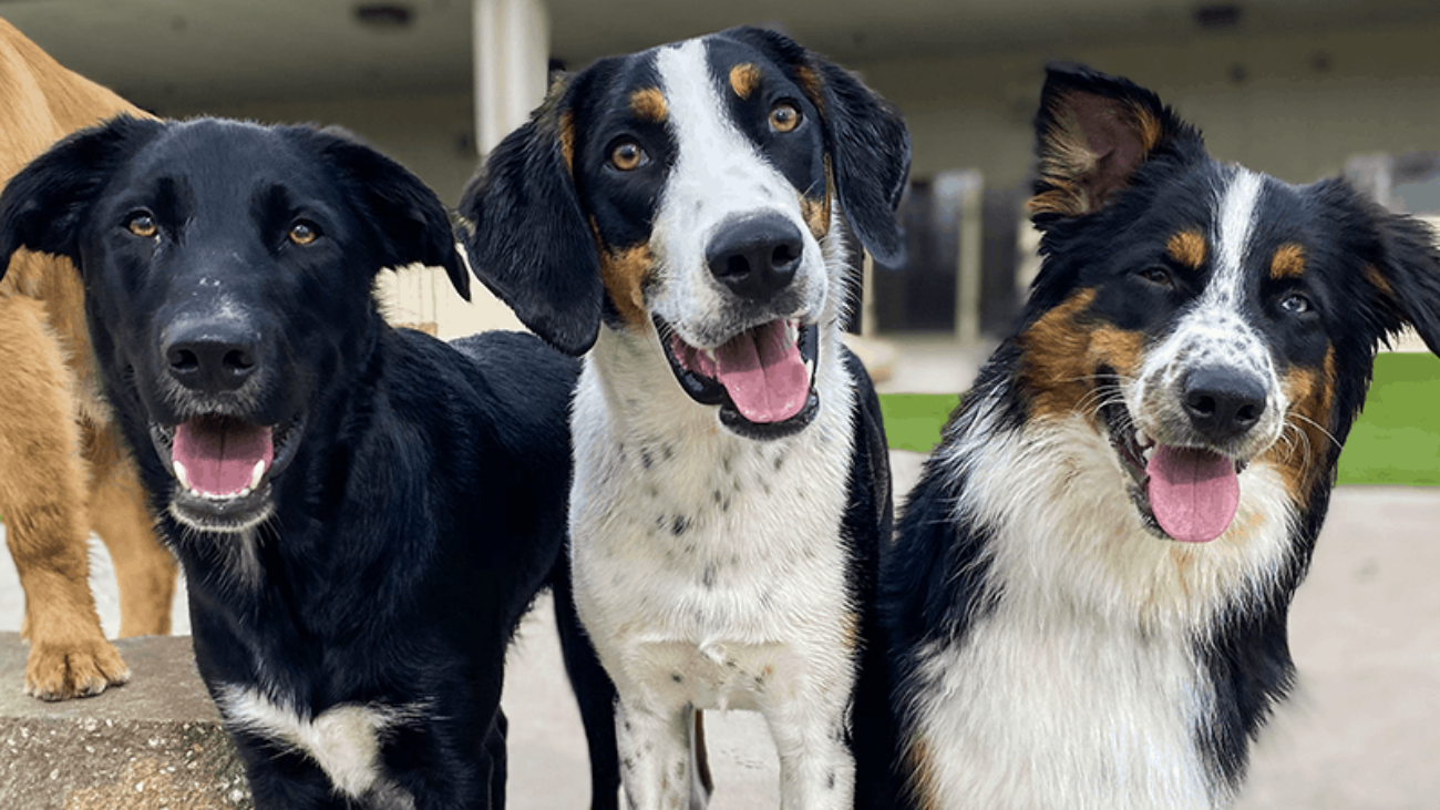 is dog daycare good for dogs