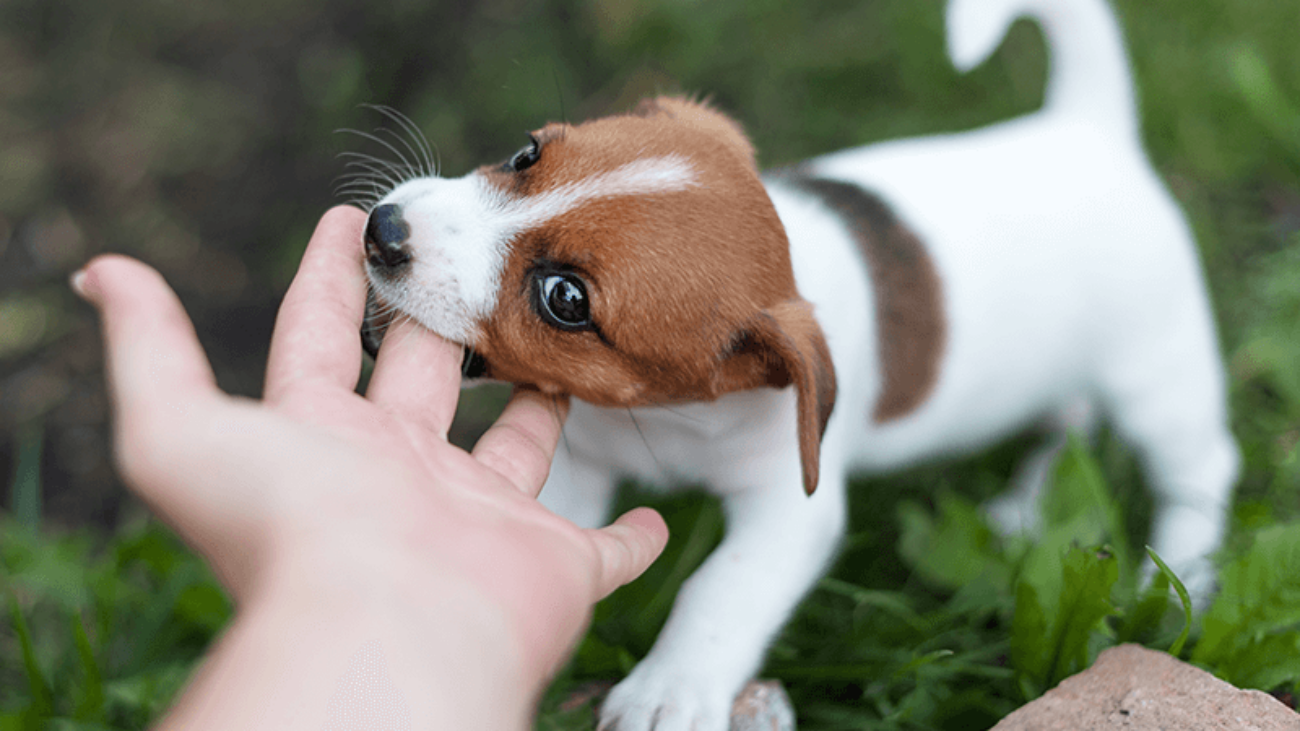 A Jack Russell terrier puppy biting a hand.