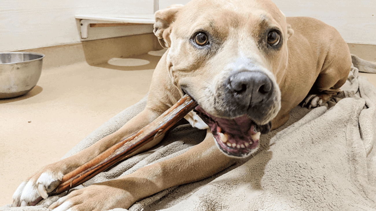 A tan pit bull lays on a dog bed chewing a bully stick in a dog boarding facility.