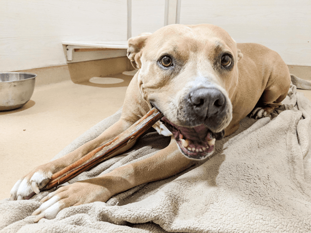 A tan pit bull lays on a dog bed chewing a bully stick in a dog boarding facility.