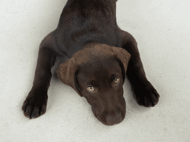 A chocolate lab puppy at dog daycare laying on a grey floor looking up at the camera.
