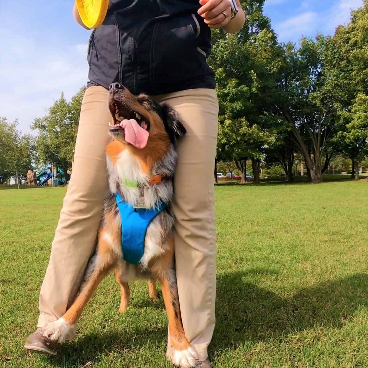 Dog Training Month at Petropolis