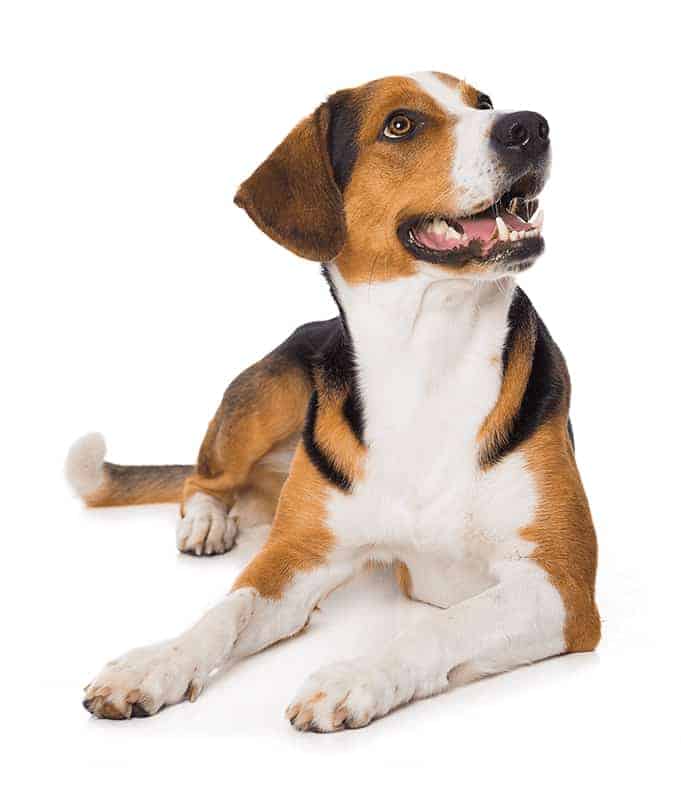 Petropolis dog hound