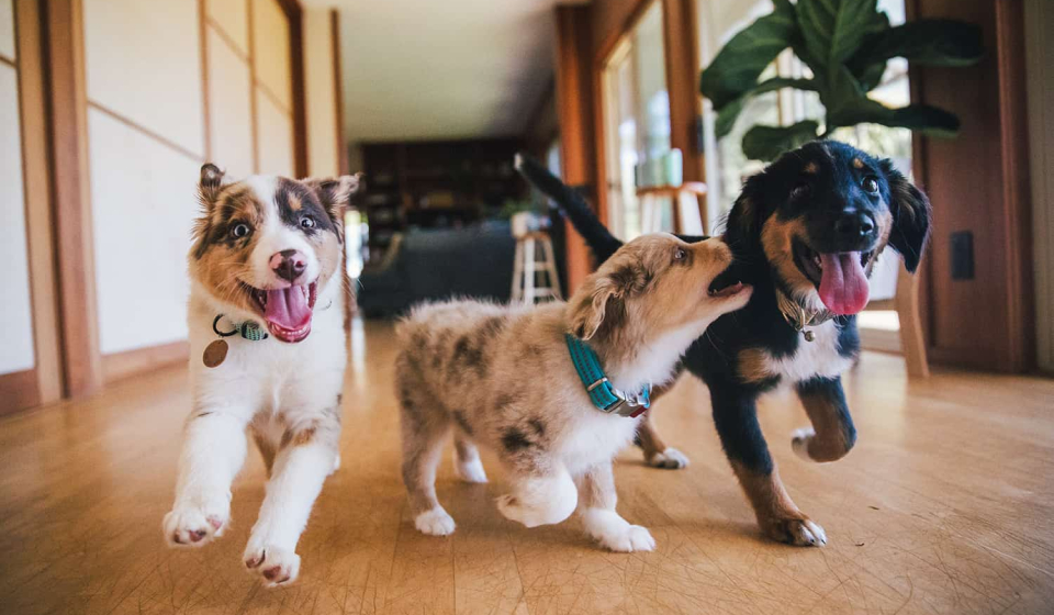 Puppies Playing and Socializing