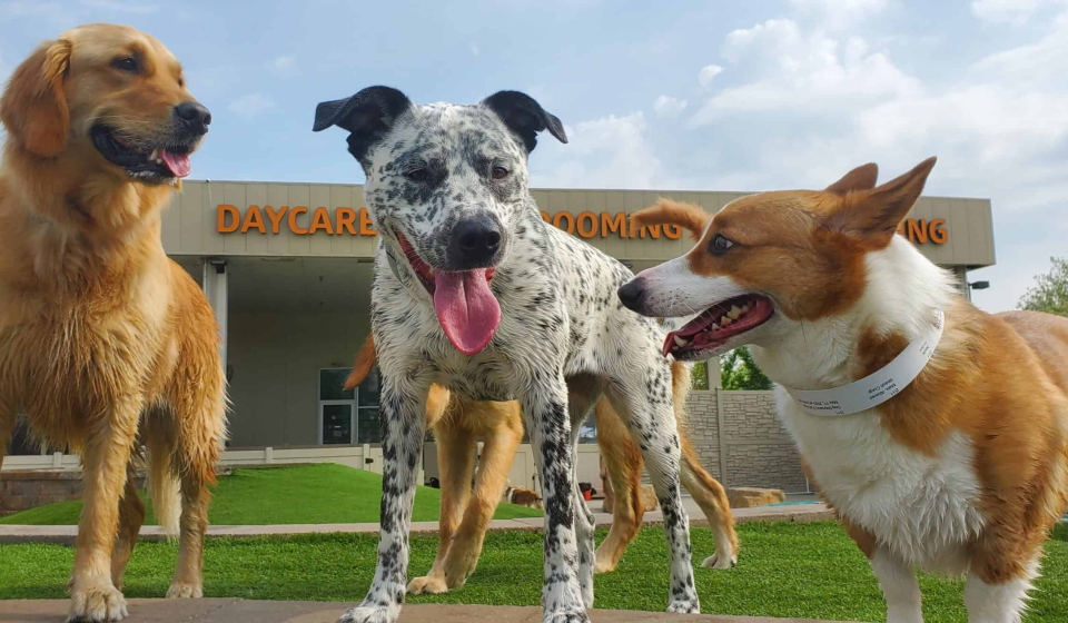 dog daycare st chares st louis at petropolis
