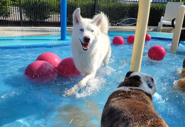 St. Louis Dog Daycare at Petropolis. Canine Cove Dog Water Park in Chesterfield