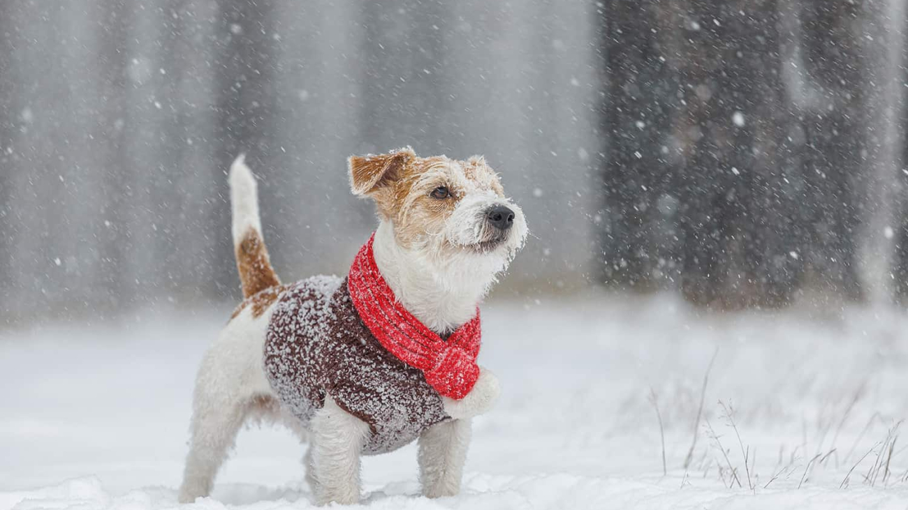 A terrier dog with a brown coat and red scarf stands in the snow, with their tail pointed up in the air.