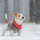 A terrier dog with a brown coat and red scarf stands in the snow, with their tail pointed up in the air.