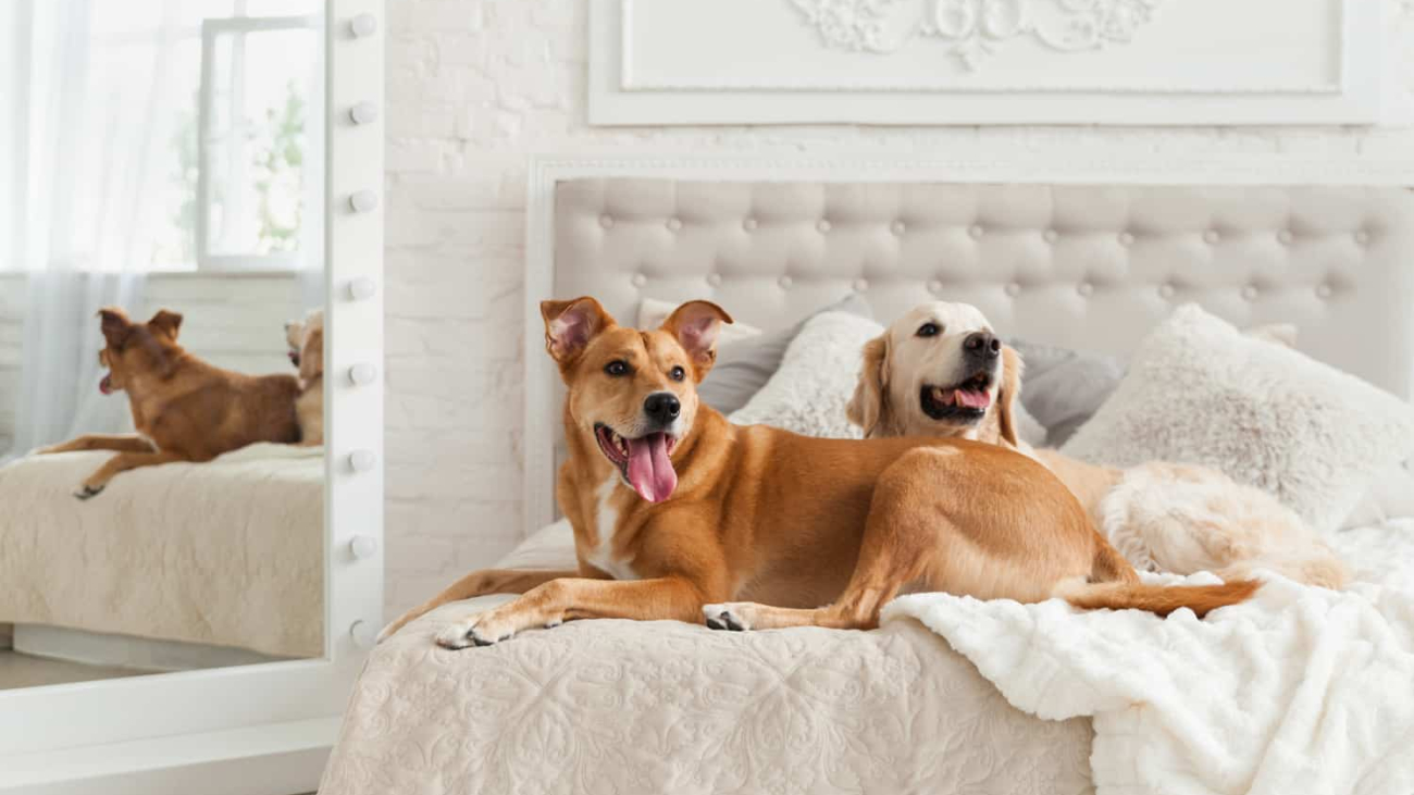 pet-friendly-hotel-for-dogs-in-stlouis-mo