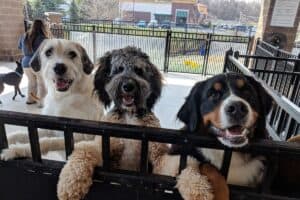 Best Friends at Doggie Daycare