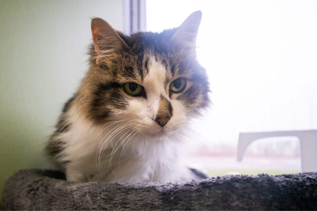 Cat Boarding Chesterfield Chesterfield Cat Boarding