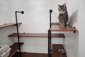 Cat Boarding Kennel