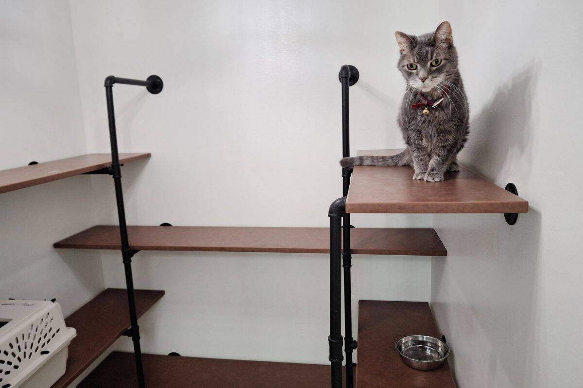 Cat Boarding Kennel Cat Boarding Kennel