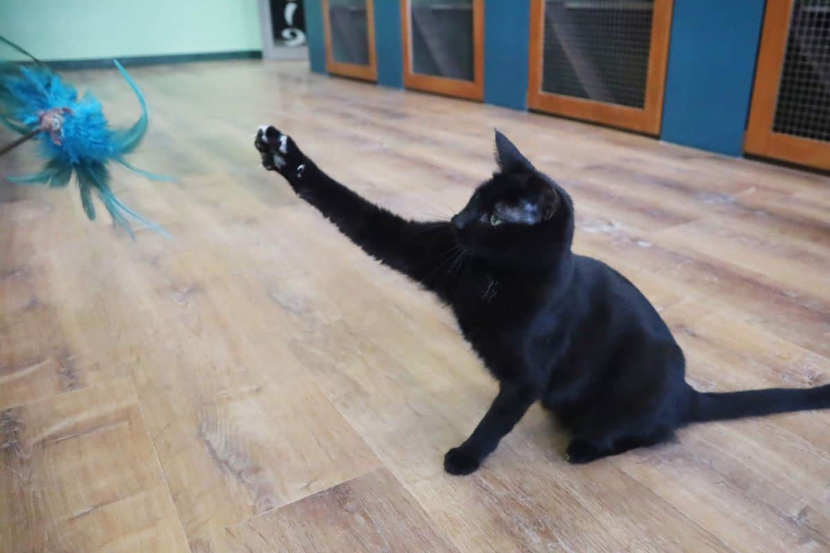 Chesterfield Cat Activities Chesterfield Cat Activities