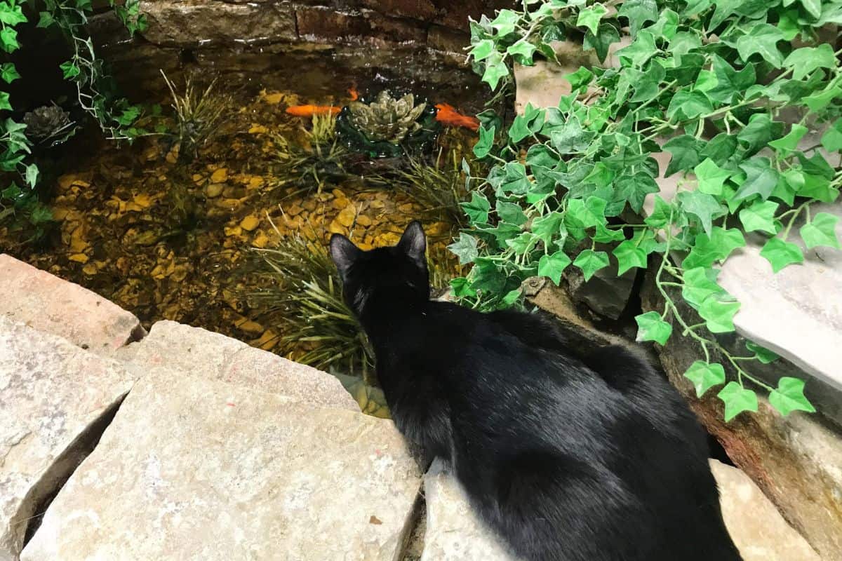 Chesterfield Cat Fish Pond Chesterfield Cat Fish Pond