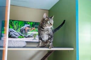 Chesterfield Cat Hotel Room