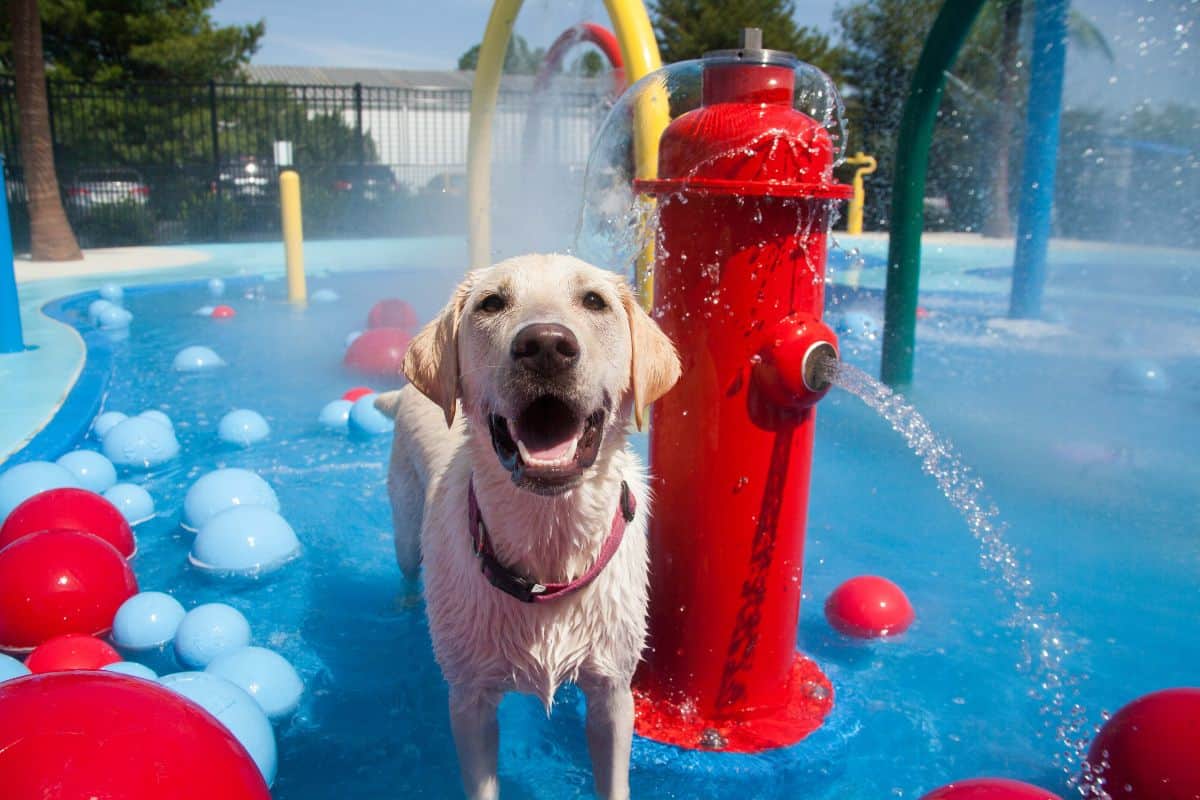 Chesterfield Daycare Water Park Chesterfield Daycare Water Park