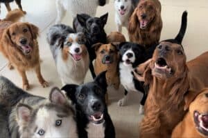 Chesterfield Dog Daycare Socialization