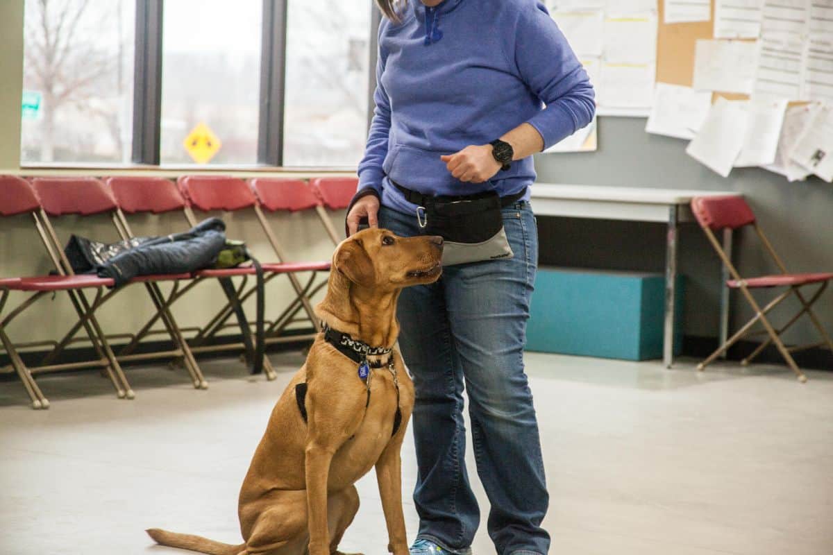 Chesterfield Dog Training Class Chesterfield Dog Training Class