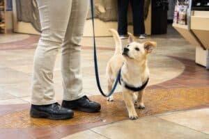 Chesterfield Puppy in Training