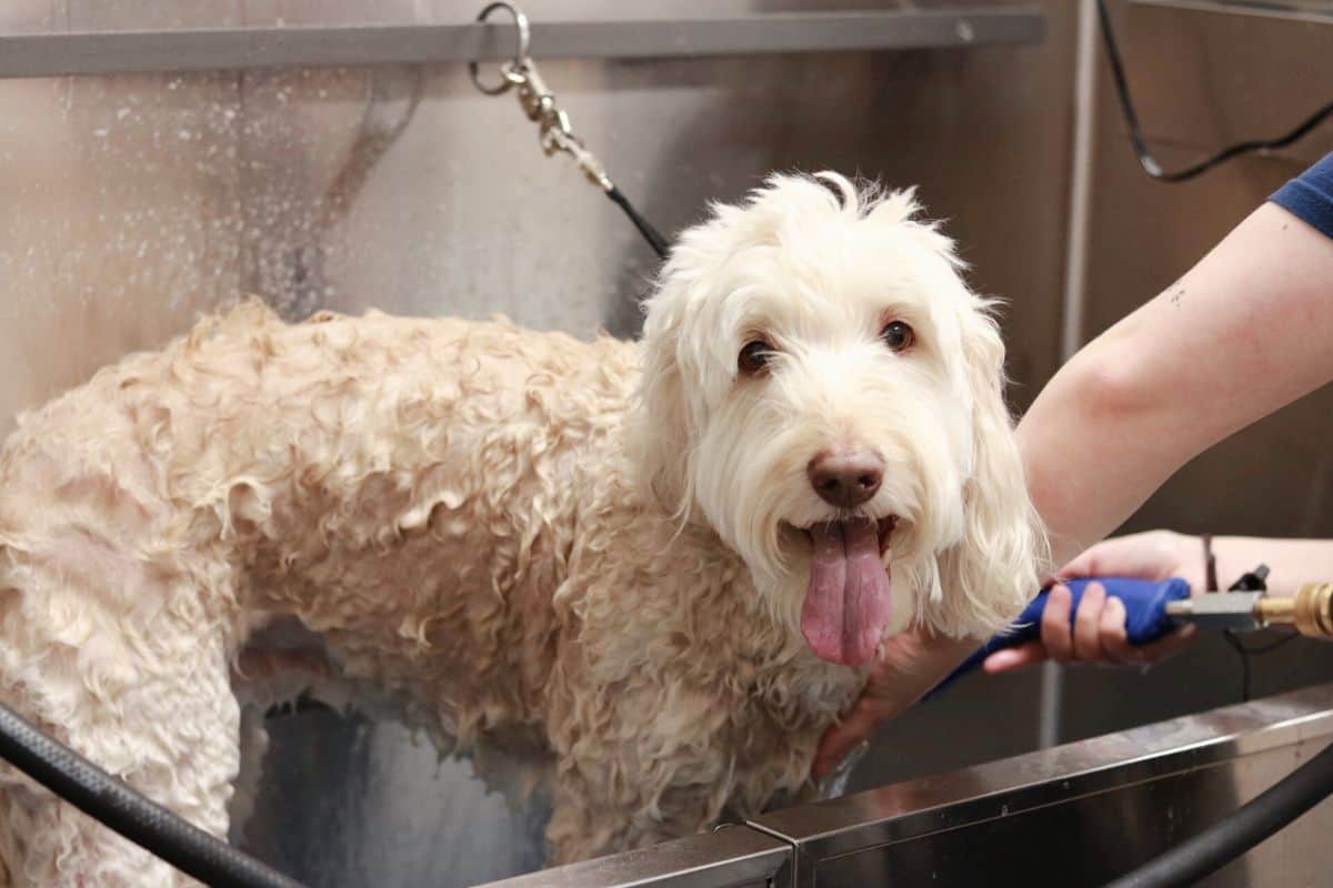 Dog Bathing Services Dog Bathing Services
