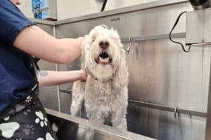 Dog Bathing Services
