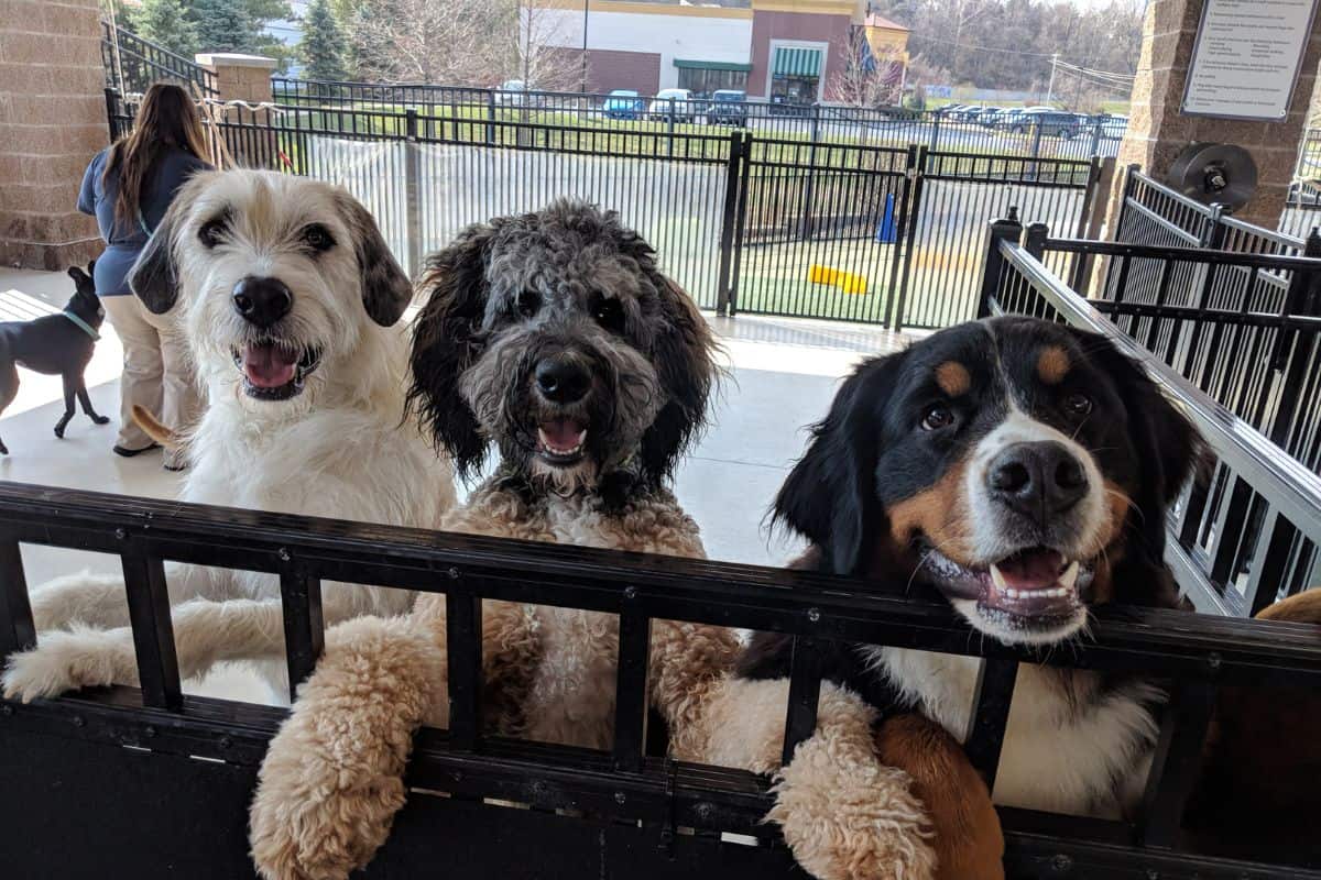 Dog Boarding Activities Dog Boarding Activities