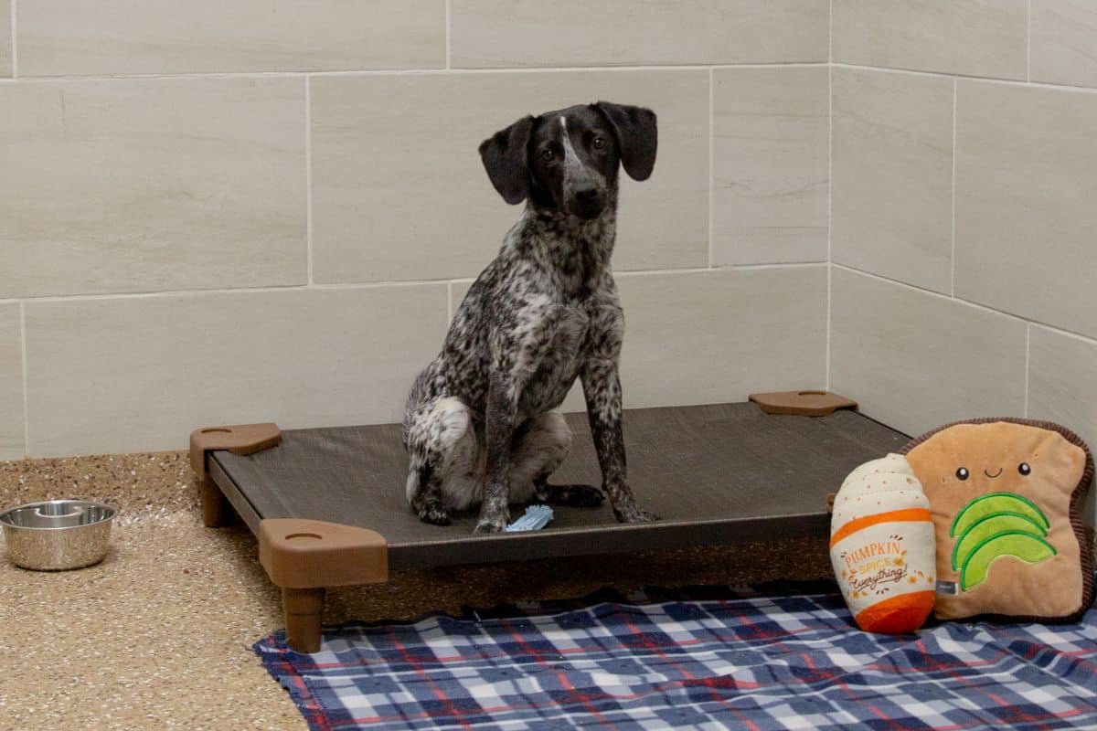 Dog Boarding Chesterfield Chesterfield Dog Boarding