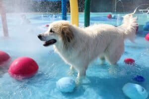 Dog Boarding Facility