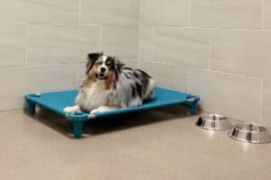 Dog Boarding Services