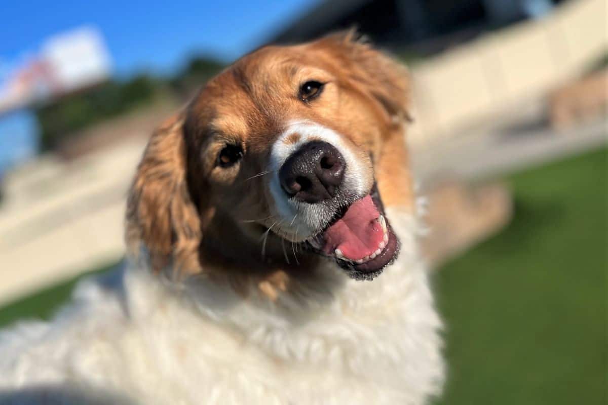 Dog Daycare Chesterfield Chesterfield Dog Daycare