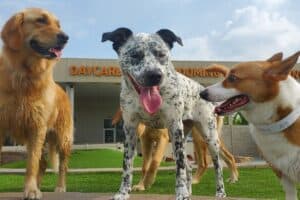 Dog Daycare Packages