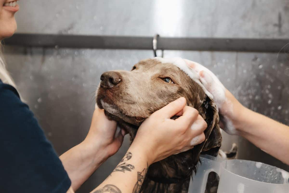 Dog Grooming 2 Dog Grooming Spa Package