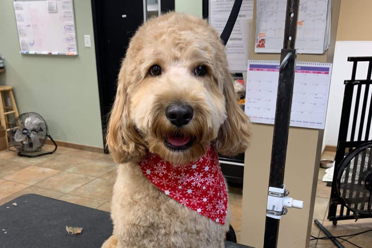 Dog Grooming Services Dog Grooming Services