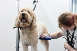 Dog Grooming Services