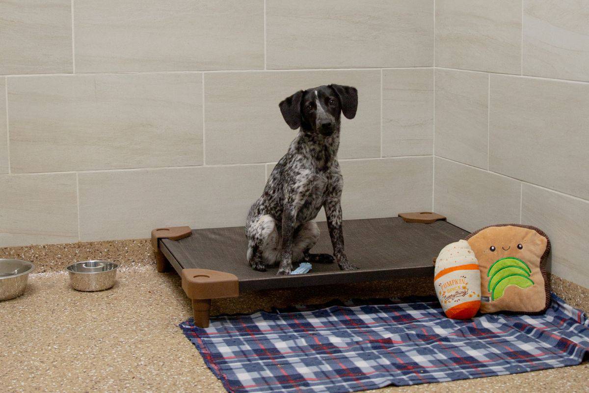 Dog Hotel Rooms Dog Hotel Rooms