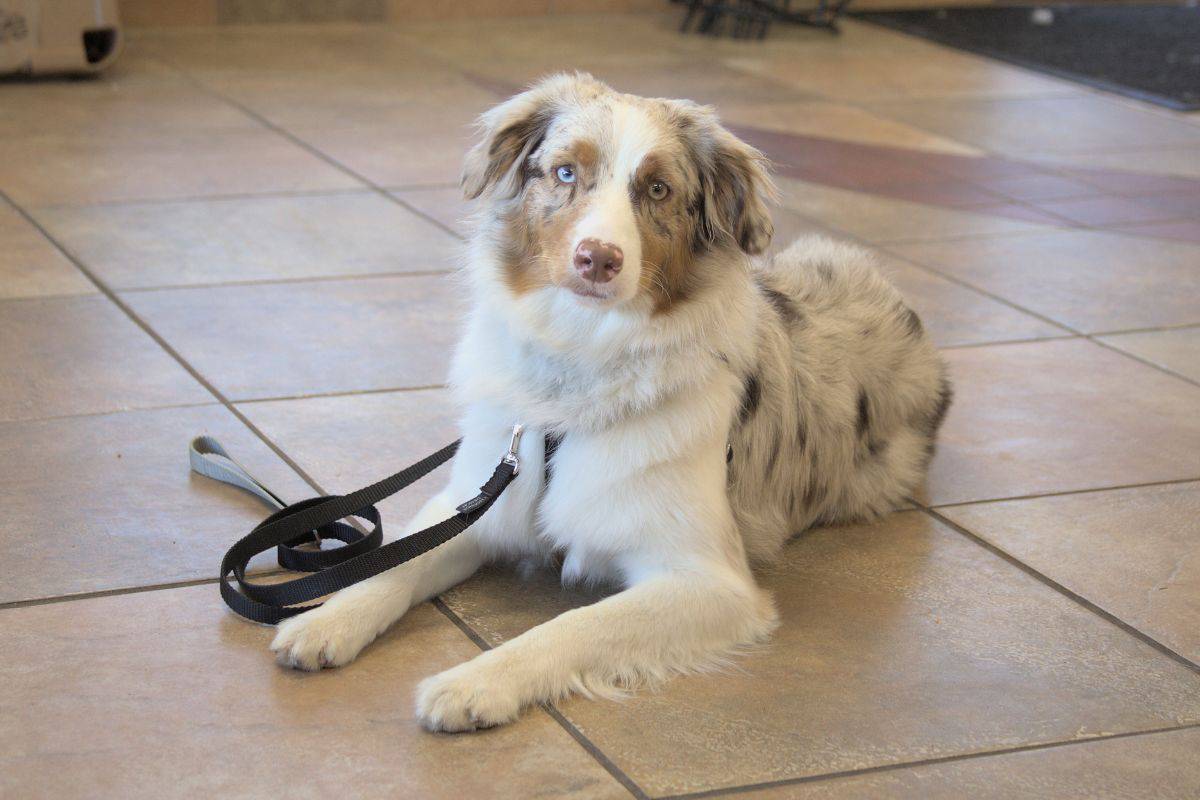 Dog Training Chesterfield Chesterfield Dog Training