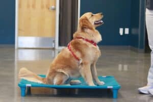 Dog Training Programs