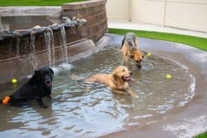 Doggie Daycare Pools