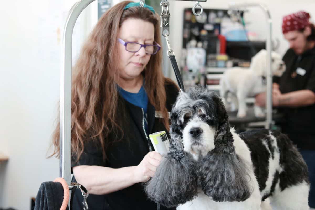 Expert Dog Groomers Expert Dog Groomers